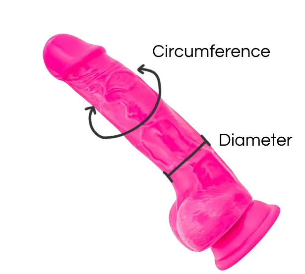 Dildo Sizes: Circumference and Diameter